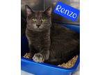 Adopt Renzo a Domestic Shorthair / Mixed (short coat) cat in Jim Thorpe
