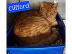 Adopt Clifford a Domestic Shorthair / Mixed (short coat) cat in Jim Thorpe