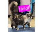 Adopt Heidi a Domestic Mediumhair / Mixed (short coat) cat in Jim Thorpe