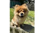Adopt AKC Red Female Chow a Red/Golden/Orange/Chestnut Chow Chow / Mixed dog in