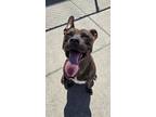 Adopt Athena a Brown/Chocolate - with Black American Staffordshire Terrier /