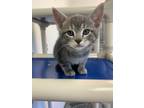 Adopt Herringbone a Domestic Shorthair / Mixed (short coat) cat in Barron