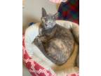 Adopt Dottie a Domestic Shorthair / Mixed (short coat) cat in Barron