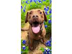 Adopt JOJO a Red/Golden/Orange/Chestnut Vizsla / Mixed dog in Tucson