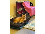 Adopt Angus a Domestic Shorthair / Mixed cat in Maple Ridge, BC (41571073)