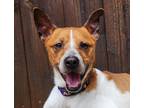 Adopt Jimbo a Brown/Chocolate - with White Rat Terrier / Terrier (Unknown Type