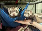 Adopt Harley and Luna a Sable Ferret small animal in Brandy Station
