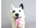 Adopt Plato a White Spitz (Unknown Type, Medium) dog in Weatherford