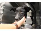 Adopt Olive a Black Australian Cattle Dog dog in Weatherford, TX (41571065)