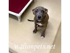 Adopt Millie #15415 a Brindle Pit Bull Terrier / Mixed dog in Monroe