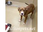 Adopt Jerri #15414 a Brown/Chocolate - with White Pit Bull Terrier / Mixed dog