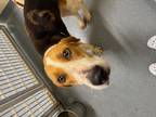 Adopt Otto a Tricolor (Tan/Brown & Black & White) Hound (Unknown Type) / Mixed