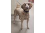 Adopt Stray hold a Red/Golden/Orange/Chestnut Goldendoodle / Mixed dog in