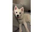 Adopt Izzy a White Pomsky / Mixed dog in Phoenix, AZ (41570902)