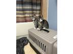 Adopt Z COURTESY POST GARY & LARRY a Brown Tabby Domestic Shorthair / Mixed