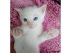 Adopt Aspen a White Domestic Shorthair (short coat) cat in East Dundee