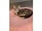 Adopt Oatmeal a Brown Tabby Domestic Shorthair (short coat) cat in Goodyear