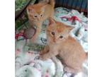 Adopt Hazel a Orange or Red Tabby Domestic Shorthair (short coat) cat in East