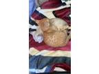 Adopt JOHNNY AND MOIRA ROSE a Orange or Red Domestic Shorthair / Mixed (short
