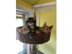Adopt STEVIE a Brown Tabby Domestic Mediumhair / Mixed (medium coat) cat in
