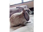 Adopt Rony a Blue Lop, Holland / Mixed (medium coat) rabbit in Edina