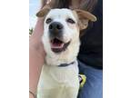 Adopt Panda a Tricolor (Tan/Brown & Black & White) Jack Russell Terrier / Beagle