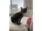 Adopt Mittens a Brown Tabby Domestic Shorthair / Mixed (short coat) cat in