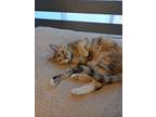 Adopt Flower a Calico or Dilute Calico Calico (short coat) cat in Goodyear