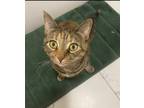 Adopt Mimi a Brown Tabby Tabby / Mixed (medium coat) cat in Louisville