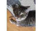 Adopt Flash and Pounce a Gray, Blue or Silver Tabby Tabby / Mixed (medium coat)
