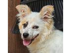 Adopt Kenzie a White - with Tan, Yellow or Fawn Australian Shepherd / Mixed dog