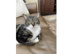 Adopt Sweet Momma a Brown Tabby Domestic Shorthair / Mixed (short coat) cat in