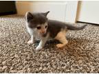 Adopt Lloyd a Gray or Blue (Mostly) Domestic Shorthair (short coat) cat in