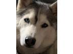 Adopt Loki a White - with Gray or Silver Husky / Mixed dog in Franklinville