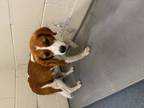 Adopt Molly a Red/Golden/Orange/Chestnut - with White Beagle / Mixed dog in
