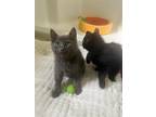 Adopt Silver a Gray or Blue (Mostly) Domestic Shorthair / Mixed (short coat) cat