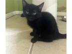 Adopt Jetty a Black (Mostly) Domestic Shorthair / Mixed (short coat) cat in