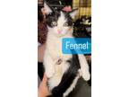 Adopt Fennel a Black & White or Tuxedo Domestic Shorthair / Mixed (short coat)