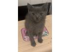 Adopt Thunder a Gray or Blue (Mostly) Domestic Shorthair / Mixed (short coat)