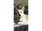 Adopt Khloe a Tan/Yellow/Fawn - with White German Shepherd Dog / Mixed dog in