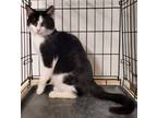 Adopt Gulliver a Domestic Shorthair / Mixed (short coat) cat in Darlington