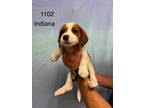 Adopt Indiana a Labrador Retriever / Mixed dog in Darlington, SC (41568646)
