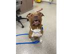 Adopt Leon a Brown/Chocolate American Pit Bull Terrier / Mixed Breed (Medium) /