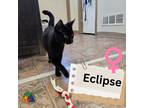 Adopt Eclipse a All Black Domestic Shorthair (short coat) cat in Douglas