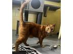 Adopt Roman a Orange or Red Domestic Shorthair / Mixed Breed (Medium) / Mixed