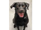 Adopt Grace a Black Rottweiler / Labrador Retriever / Mixed (short coat) dog in