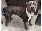 Adopt Ralphie a Pit Bull Terrier, Mixed Breed