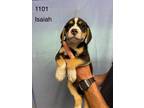 Adopt Isaiah a Labrador Retriever / Mixed dog in Darlington, SC (41568645)