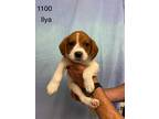 Adopt Iyla a Labrador Retriever / Mixed dog in Darlington, SC (41568643)