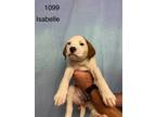 Adopt Isabelle a Labrador Retriever / Mixed dog in Darlington, SC (41568638)